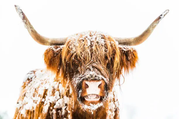 Portrait of a Scottish Highland cattle in the snow during winter. The Scottish Highlanders are used in the nature conservation of the Veluwe to ensure that heather areas do not grow densely.