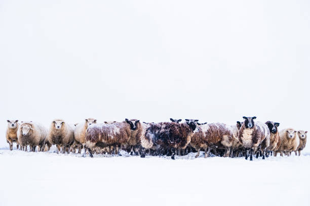 istock Sheep in a snow covered meadow in a winter landscape 1349152020