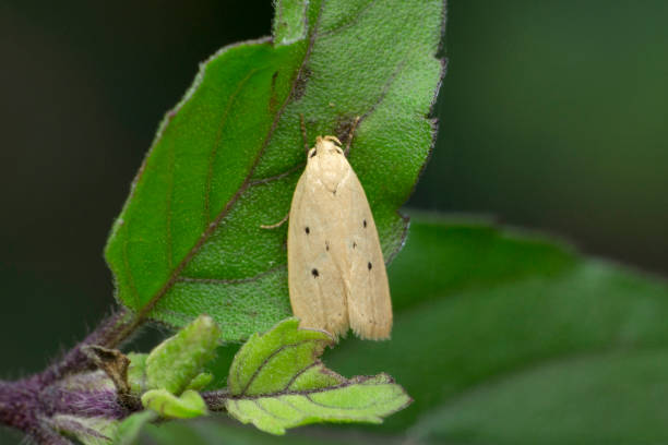 istock Four spotted moth, Tyta luctuosa is a noctuid moth, Satara, Maharashtra, India 1349153123
