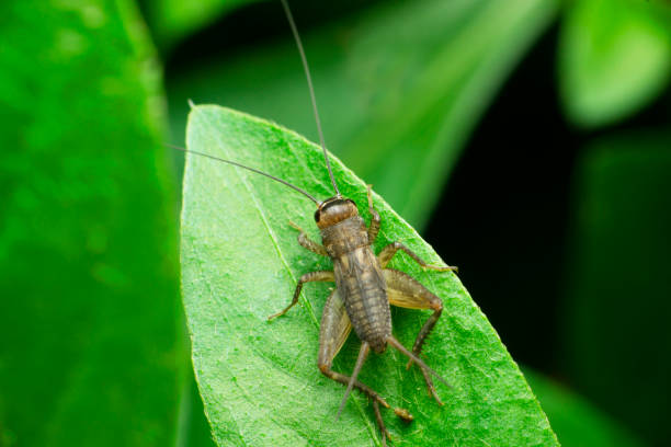 istock Field cricket insect, Satara, Maharashtra, India 1349154365