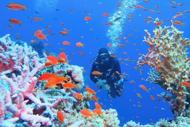 man scuba diver near beautiful coral reef surrounded with shoal of coral fish - mature woman having fish bildbanksfoton och bilder
