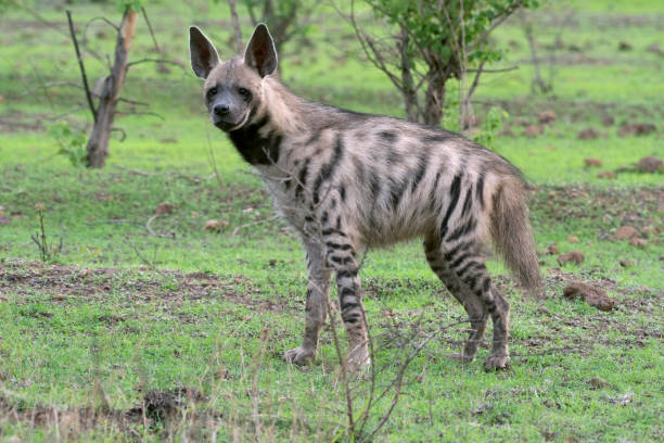 Striped hyena, Hyaena hyaena, Satara, Maharashtra, India Striped hyena, Hyaena hyaena, Satara, Maharashtra, India spotted hyena photos stock pictures, royalty-free photos & images