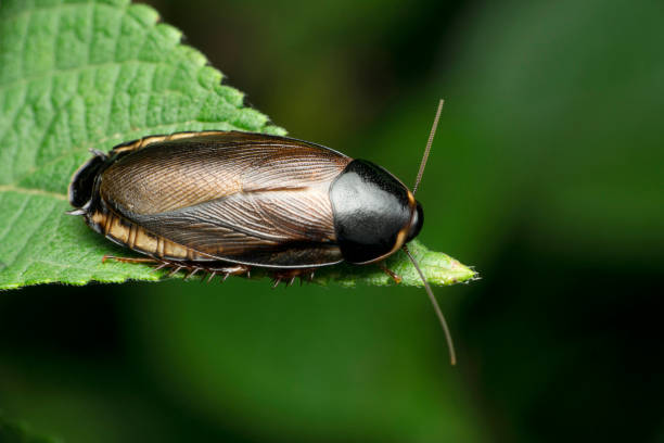 cafard de la jungle, espèce blaberus, satara, maharashtra, inde - cockroach hissing ugliness insect photos et images de collection