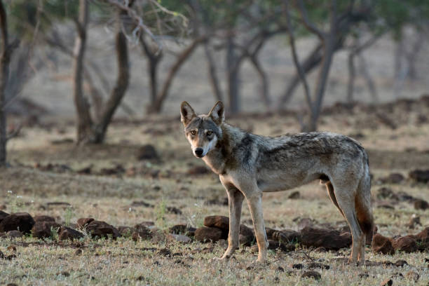 istock Indian grey wolf, Canis lupus pallipes, Satara, Maharashtra, India 1349154681