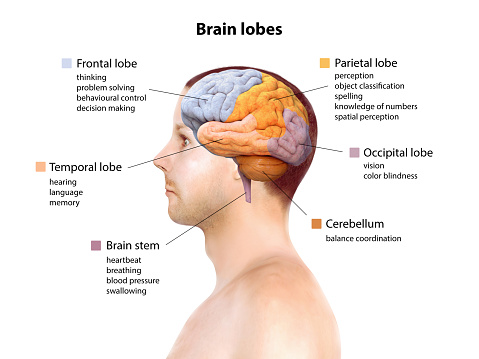 Human brain anatomy, function area, mind system, 3d render illustration