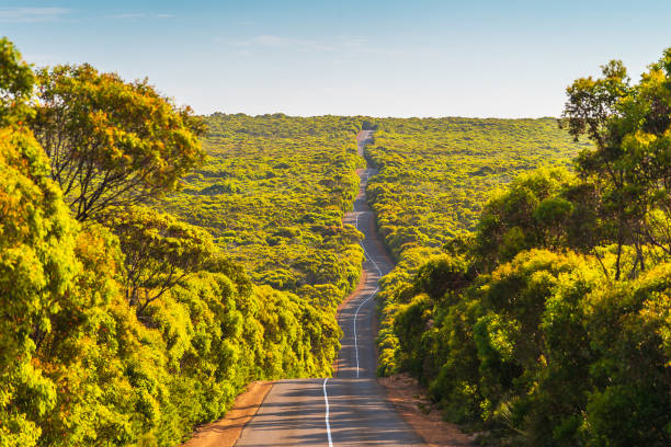 Long winding Cape du Couedic Road on Kangaroo Island Long winding road on Kangaroo Island through bushland and gumtrees, Flinders Chase National Park, South Australia flinders chase national park stock pictures, royalty-free photos & images