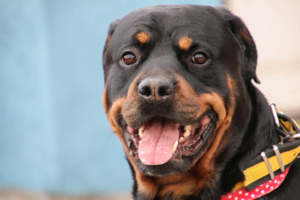 istock Rottweiler big dog 1349155931