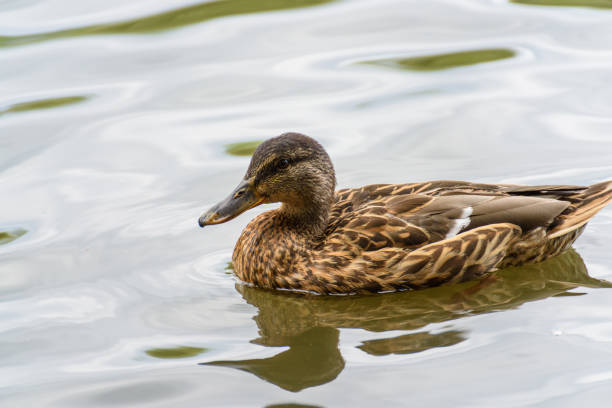 istock Duck in the city pond close-up 1349157720