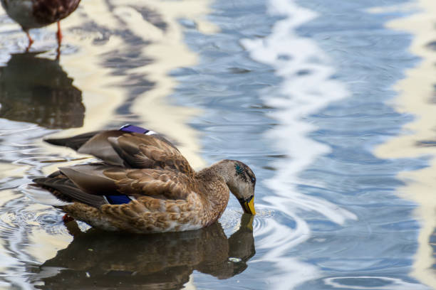 The mallard is a dabbling duck that breeds throughout the temperate and subtropical Americas, Eurasia, and North Africa, and has been introduced to New Zealand.