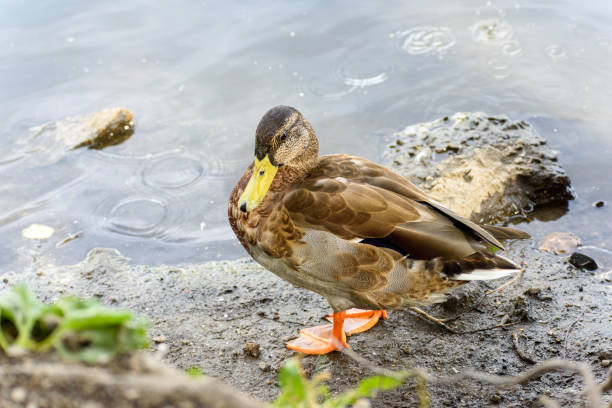 istock Duck in the city pond close-up 1349157795