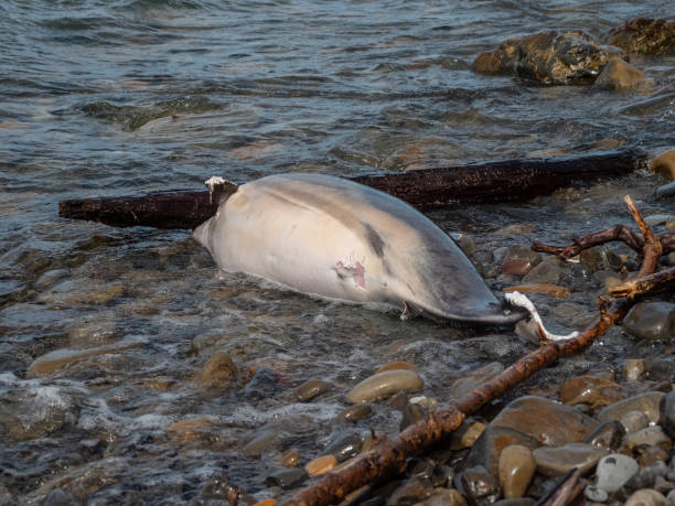 The Black Sea. A dead dolphin near the shore. stock photo