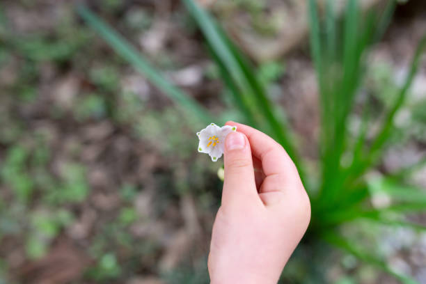 Toddler's hand touching a small white flower