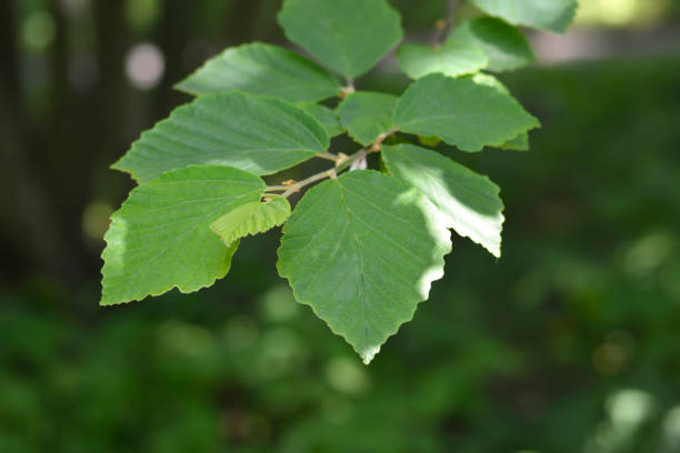 istock Japanese Witch Hazel Zuccariniana 1349162382