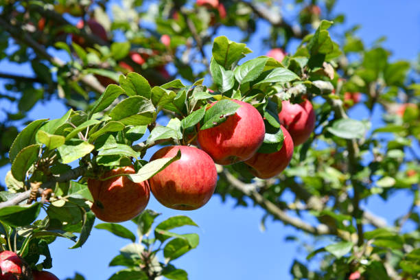 pommier - orchard flower apple tree tree photos et images de collection