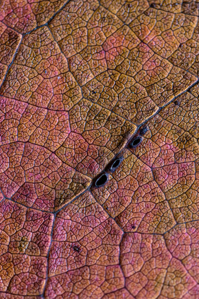istock a texture of the leaf 1349165026