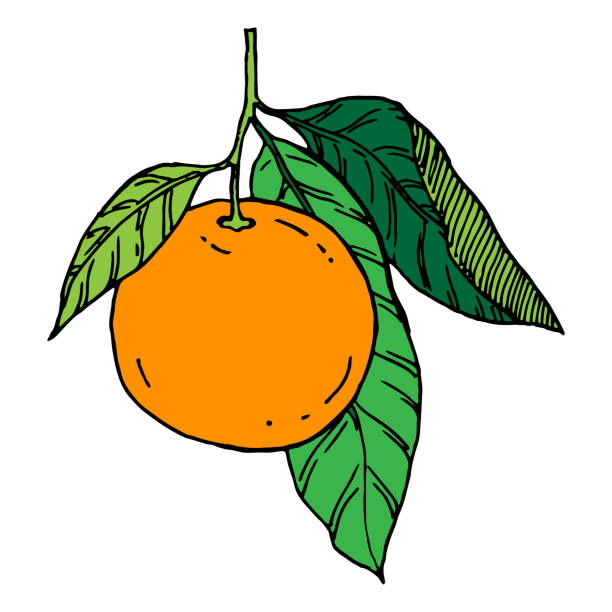 ilustrações, clipart, desenhos animados e ícones de ilustração de frutas laranjas - citrus fruit orange mandarin orange tangerine