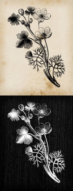 ilustrações, clipart, desenhos animados e ícones de botânica planta ilustração de gravura antiga: ranunculus aquatilis (pé-de-cabra comum, pé-de-cabra-água branca) - nature black and white leaf black background