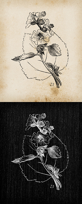 Botany plants antique engraving illustration: Althaea officinalis (marshmallow)