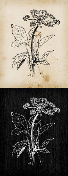 ilustrações, clipart, desenhos animados e ícones de botânica planta ilustração de gravura antiga: aegopodium podagraria (ancião moído, erva gerard) - nature black and white leaf black background