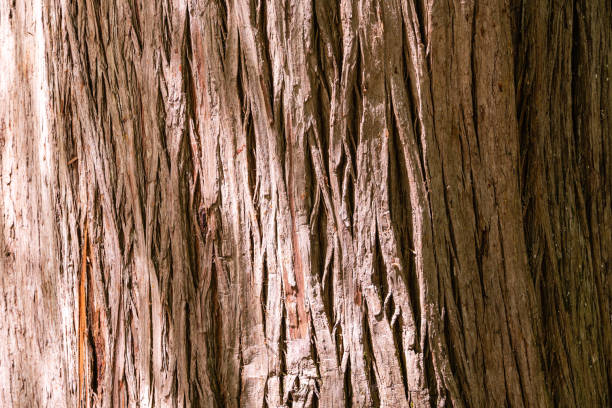 istock Bark Texture Taxodium mucronatum (Taxodium Huegelii Lawson), commonly known as Montezuma bald cypress or Montezuma cypress, is large evergreen or semi-evergreen tree. 1349173048