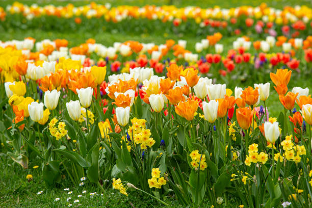 꽃, 튤립, 수선화, 무스카리 포도 하이아신스의 다양한 색상과 변형이 많은 아름다운 봄 꽃 침대. - lady tulip 뉴스 사진 이미지