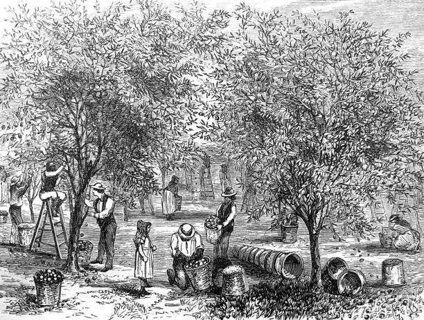 Antique illustration