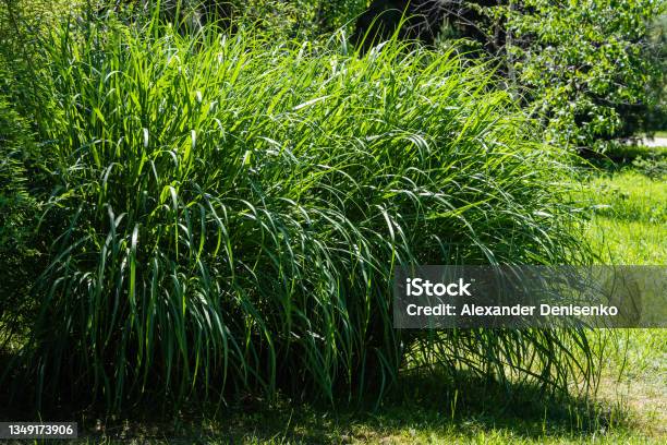 Beautiful Green Ornamental Grass Miscanthus Sinensis Gracillimus Closeup Chinese Miscanthus In Foreground Of Spring Landscape In The Adler Arboretum Southern Cultures Stock Photo - Download Image Now
