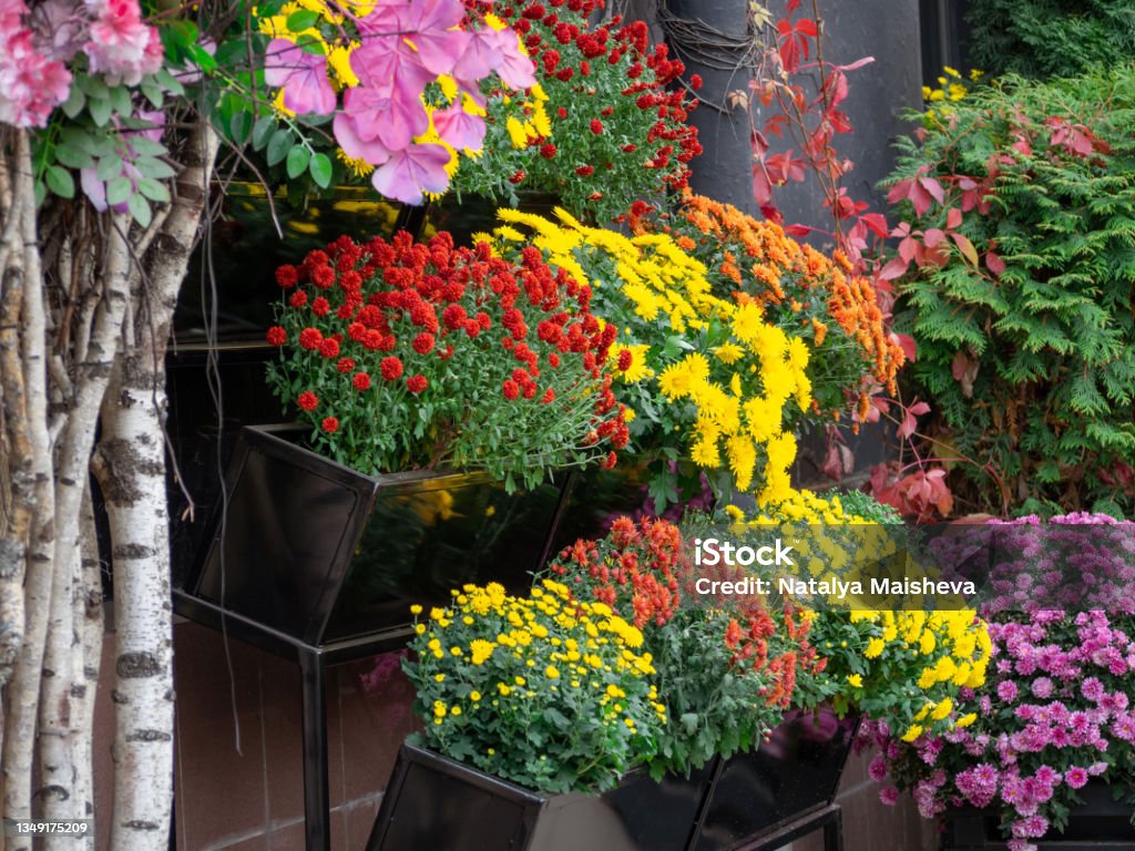 Colorful flowers . Decorating the interio Autumn Stock Photo