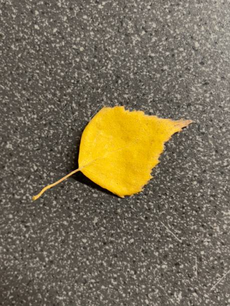 istock Autumn leaf on gray asphalt 1349175324
