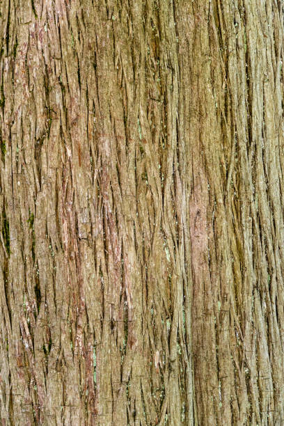 Bark Texture Taxodium mucronatum (Taxodium Huegelii Lawson), commonly known as Montezuma bald cypress or Montezuma cypress, is large evergreen or semi-evergreen tree.