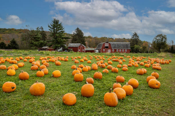 Pumpkins arranged on grass field in front of old red barn and corn stalks under blue cloudy sky stock photo