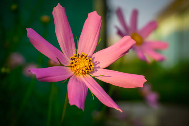 Beautiful pink flower in the sun rays