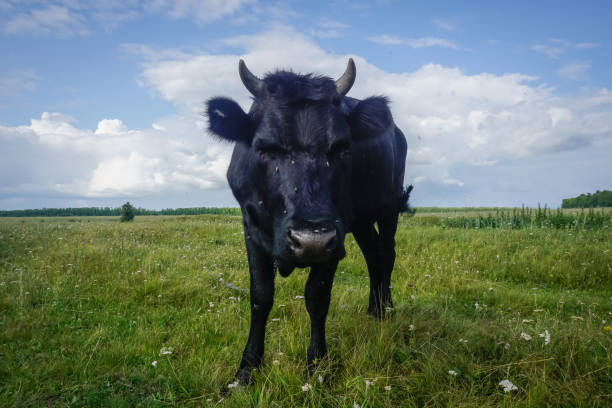 Black cow grazing in the field