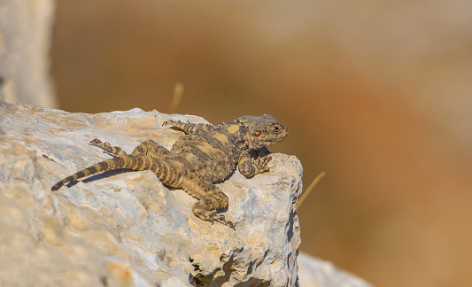 Stellagama (Stellagama stellio ), the Balkans, a lizard living in Turkey and the Middle East.It It is a species common in the southeastern region of Turkey.
