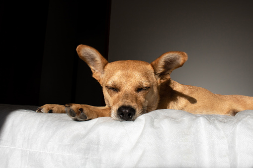 Close-up of mixed-breed dog sleeping comfortably in bed on a fluffy white blanket in a dark room