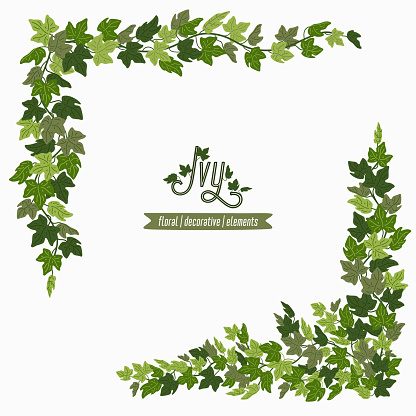 Ivy corners, green vines decorative frame or design elements isolated on white background. Vector illustration in flat cartoon style