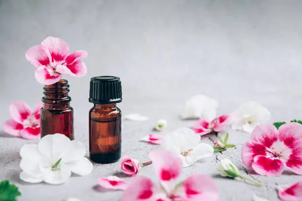 Front view of glass bottles of  geranium essential oil with fresh pink and white flowers and petals over gray background aromatherapy concept with copy space.