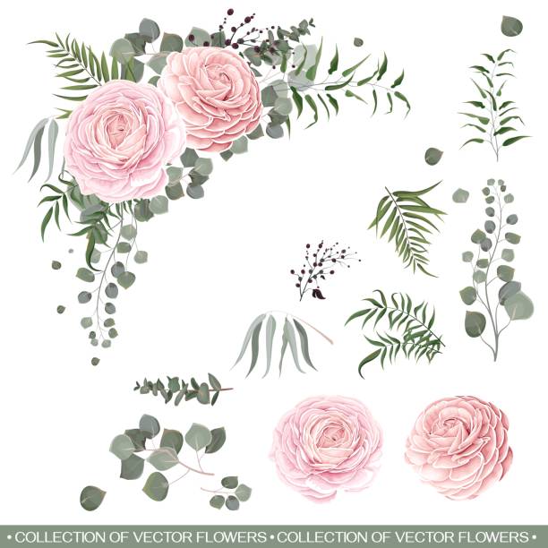 Floral vector collection Floral vector collection. Pink roses, ranunculus, eucalyptus, green plants and leaves. Flower compositions on white background. All elements are isolated on a white background. golden roses stock illustrations