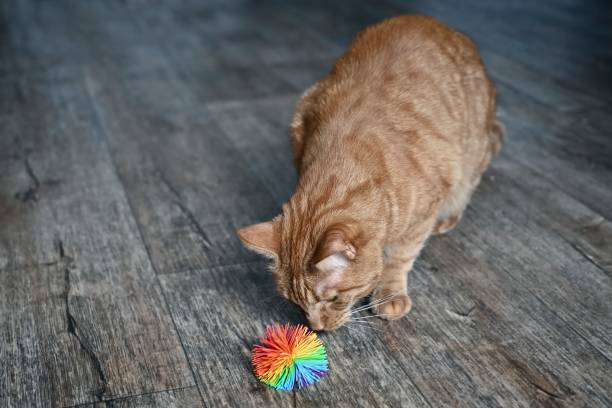 istock Cute ginger cat lookig curious to a toy ball. 1349185105