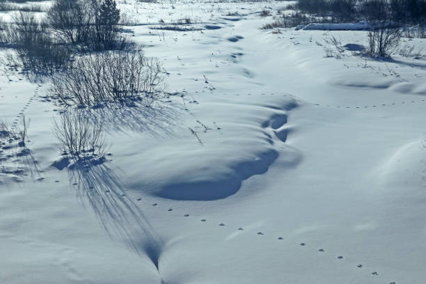 istock Winter landscape with snow, illuminated by natural sunlight. 1349185208