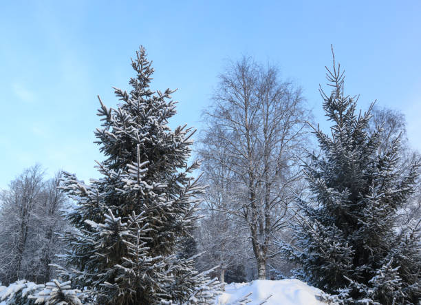 istock Spruce, covered of white snow on blue sky background. 1349185762