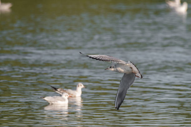 istock Black-Headed Gulls in flight. Non breeding adult Black Headed Gull 1349185784