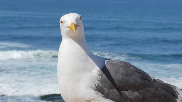 gaivota solitária fica em penhasco de praia de areia e observa ondas do oceano pacífico da califórnia - route 1 pacific ocean beach cliff - fotografias e filmes do acervo