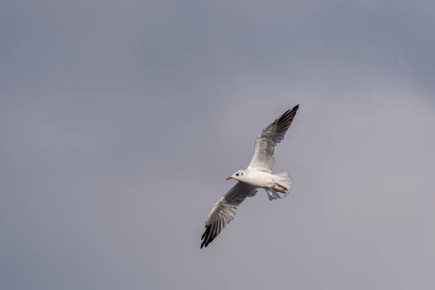 istock Black-Headed Gulls in flight. Non breeding adult Black Headed Gull 1349188487