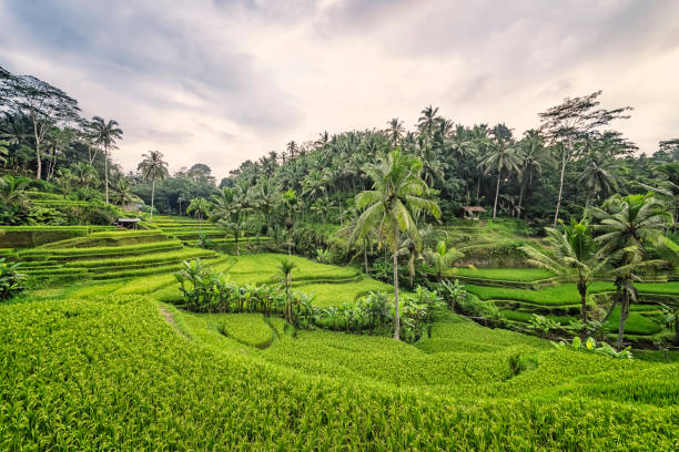 istock Bali island landscape 1349188540