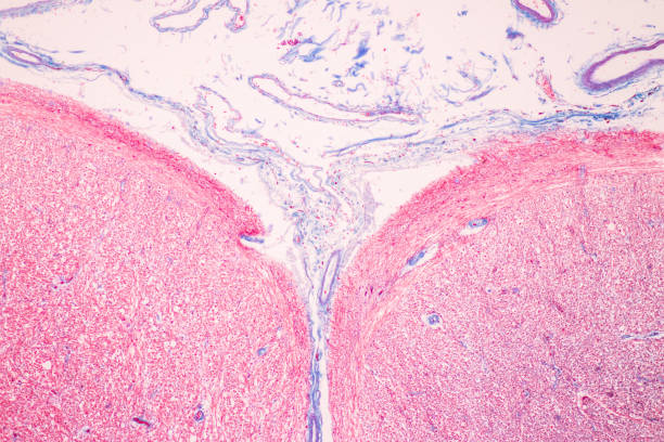 istock Cerebellum, Thalamus, Medulla oblongata, Spinal cord and Motor Neuron human under the microscope in Lab. 1349189636