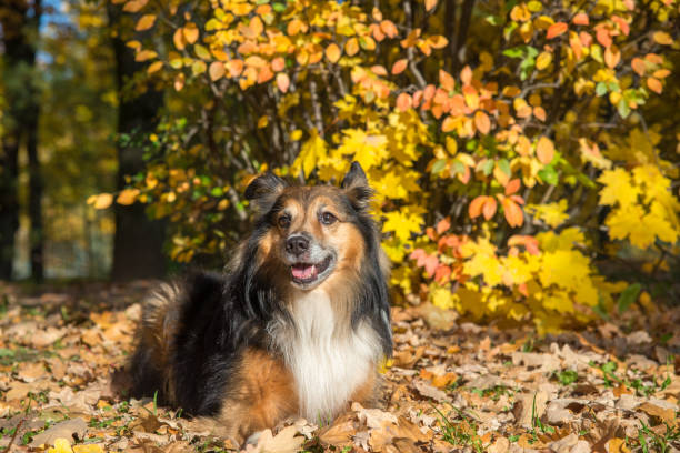 istock Sheltie dog lies on fallen leaves 1349189806