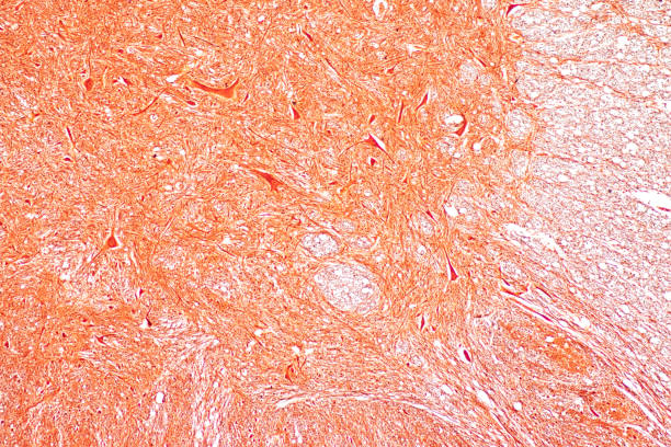 istock Cerebellum, Thalamus, Medulla oblongata, Spinal cord and Motor Neuron human under the microscope in Lab. 1349189830