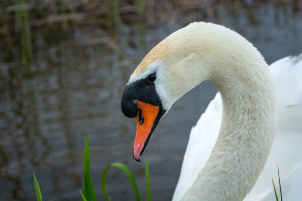istock Beautiful white swan posing in profile, spring day 1349189832
