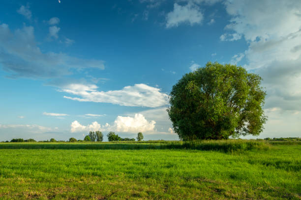 istock Large tree in a meadow and clouds against the blue sky 1349189844
